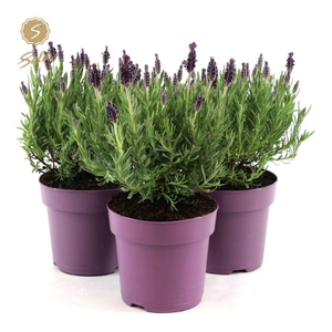 Lavandula st. 'Anouk'® Collection P15