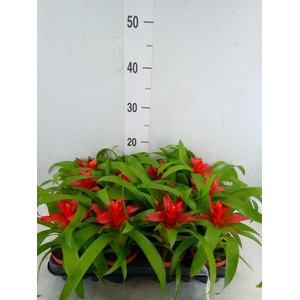 Guzmania  'Tempo'
