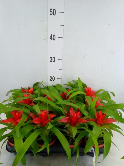 <h4>Guzmania  'Tempo'</h4>