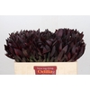 Leucadendron Saf Sunset Dark R.