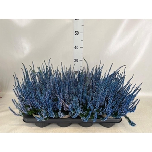 Calluna vulg. ...