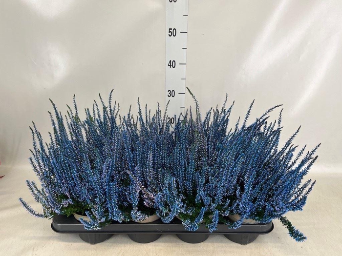 <h4>Calluna vulg. ...</h4>