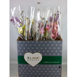 Phalaenopsis   ...mix