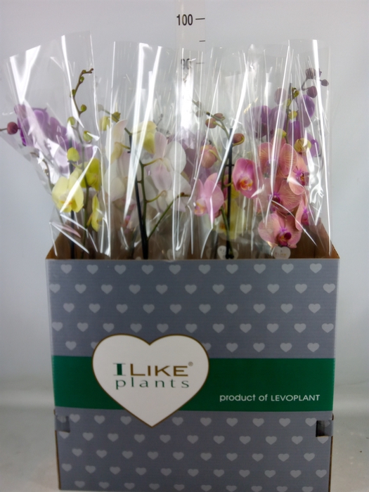 <h4>Phalaenopsis   ...mix</h4>
