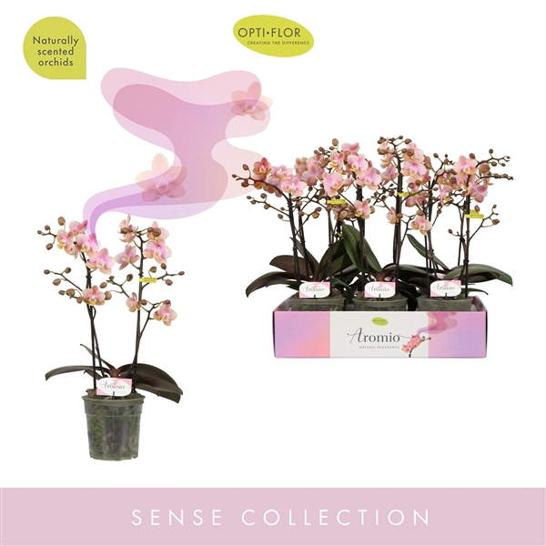 <h4>Aromio Oriental 2 spike</h4>