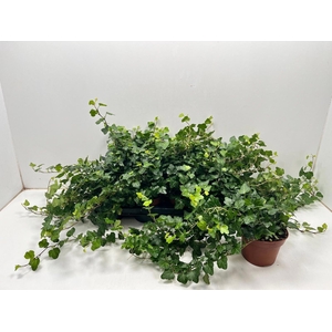 Hedera helix 'Wonder'