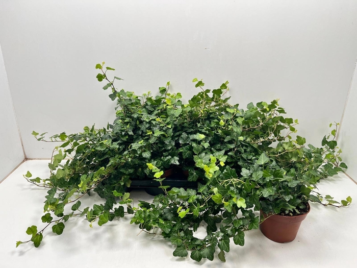 <h4>Hedera helix 'Wonder'</h4>