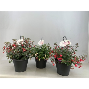 Fuchsia Bella Fuchsia hangend gemengd