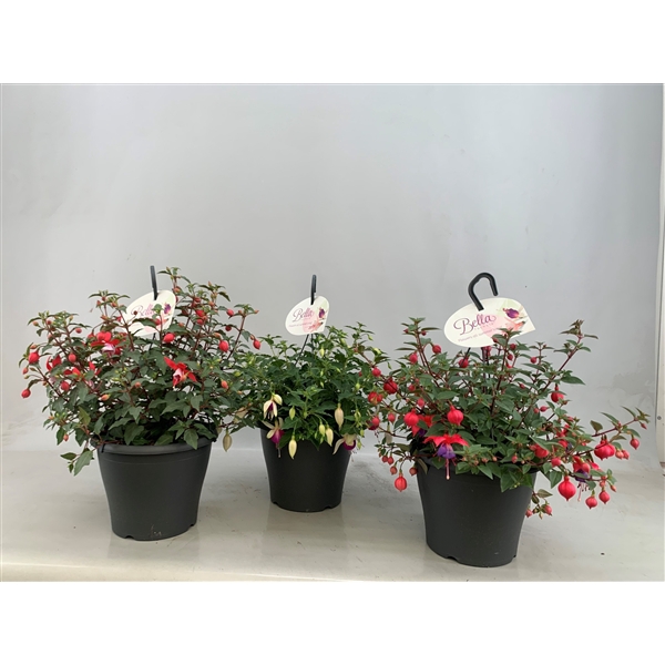 <h4>Fuchsia Bella Fuchsia hangend gemengd</h4>