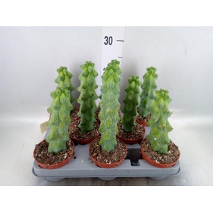 Cereus   ...
