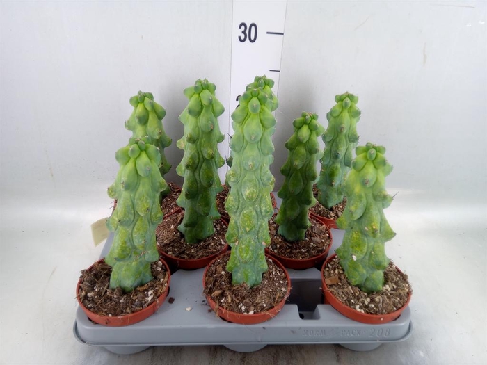 <h4>Cereus   ...</h4>