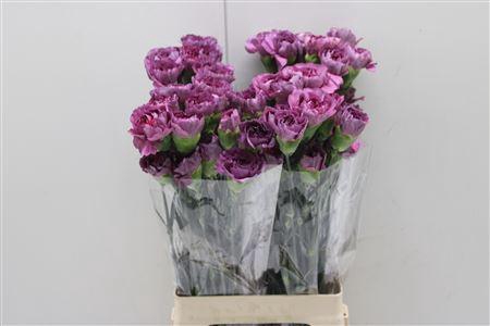 <h4>Di St Hypnosis</h4>