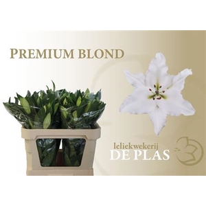 Li Or Premium Blond