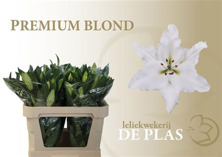 Li Or Premium Blond