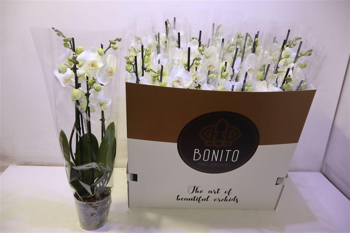 <h4>Phal An Nottingham</h4>