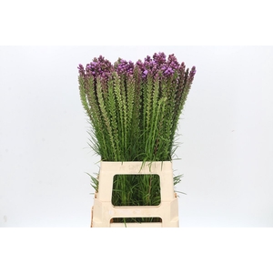 Liatris Spicata