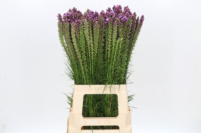 <h4>Liatris Spicata</h4>