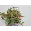 ALSTROEMERIA ALYNA 080 CM