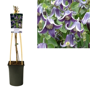 Clematis 'Fascination' PBR +light label