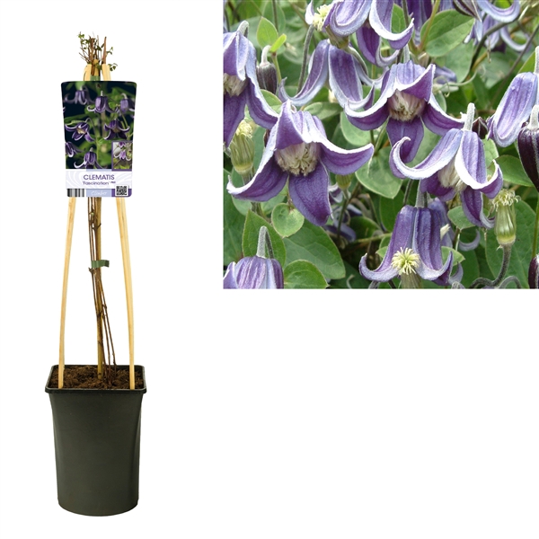 <h4>Clematis 'Fascination' PBR +light label</h4>