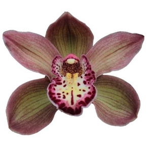 CYMB GR APHRODITES EMPIRE DARK SAPP