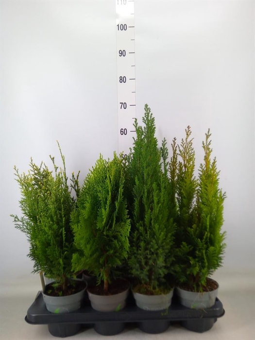 <h4>Conifers   ...mix</h4>