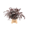 Euca Cinerea Rood Abs