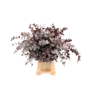 Euca Cinerea Rood Abs