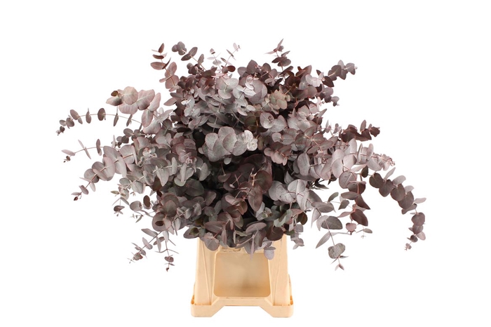 <h4>Euca Cinerea Rood Abs</h4>