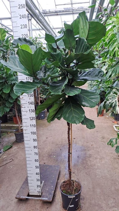 <h4>Ficus lyrata</h4>