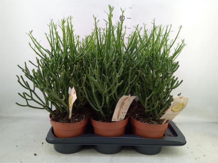 <h4>Euphorbia tirucalli</h4>