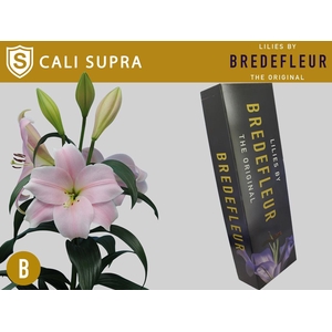 LI LO CALI SUPRA QUALITY BOX