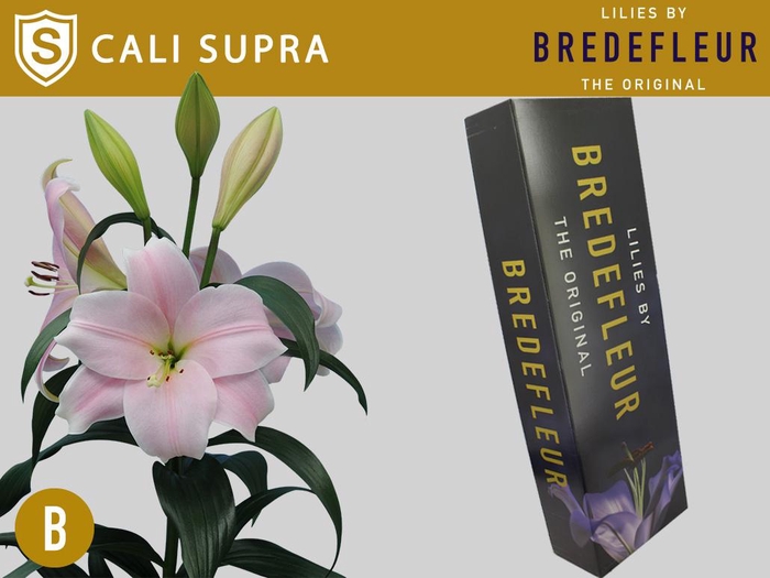 <h4>LI LO CALI SUPRA QUALITY BOX</h4>
