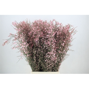 Ginster 400gr Pink P Bunch