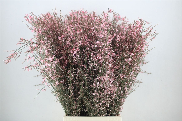 <h4>Ginster 400gr Pink P Bunch</h4>