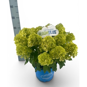 HYDR PA BLOOM FLUFFA