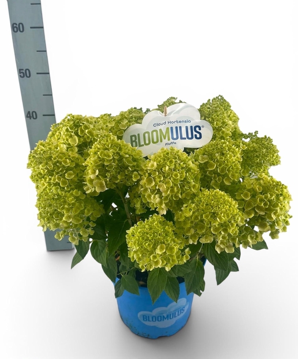 <h4>HYDR PA BLOOM FLUFFA</h4>