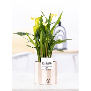 Zantedeschia yellow in P&PURE Eline ceramics grey