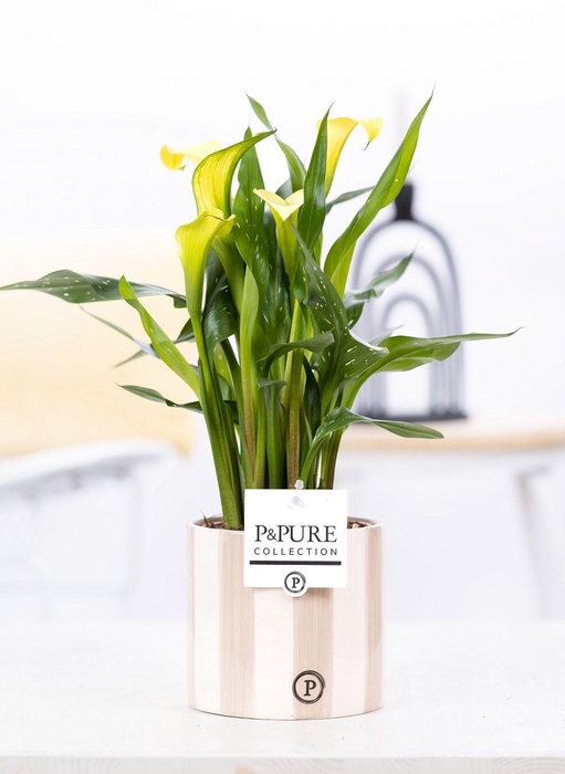 <h4>Zantedeschia yellow in P&PURE Eline 2 ceramics grey</h4>