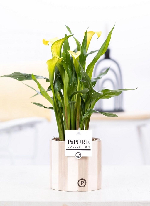 <h4>Zantedeschia yellow in P&PURE Eline 2 ceramics grey</h4>