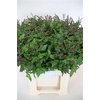 Mentha Purple Sensation