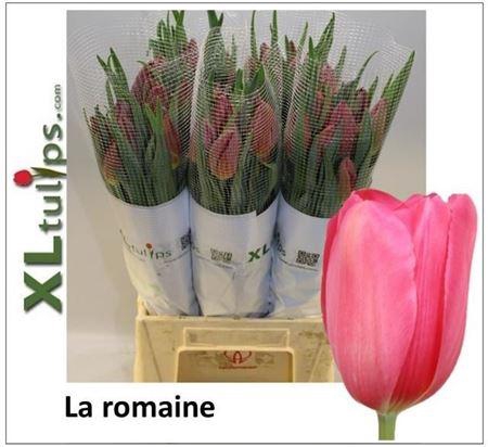 Tu En La Romaine