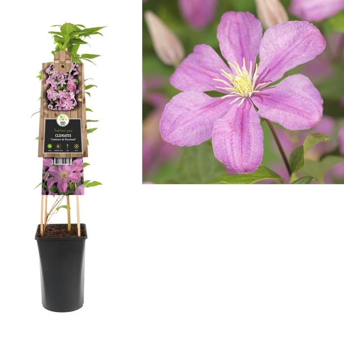 <h4>Clematis 'Comtesse de Bouchaud' +3.0 label</h4>