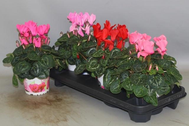 <h4>CYCL GR SUP XL</h4>