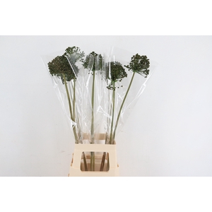 DF Allium Paint Green