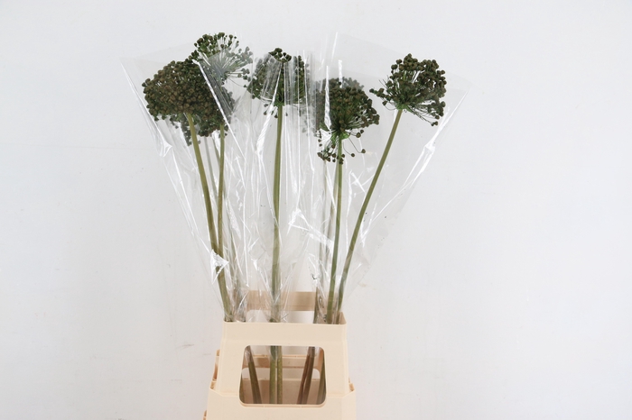 <h4>DF Allium Paint Green</h4>
