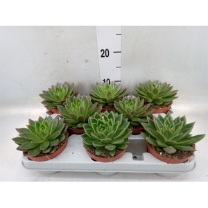 Echeveria agavoides