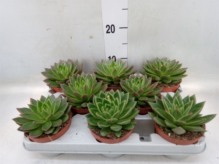 <h4>Echeveria agavoides</h4>