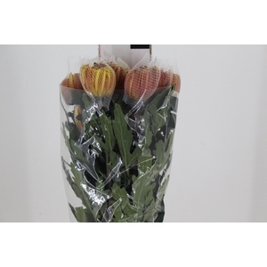 ANASTASIA DARK FUEGO 080 CM