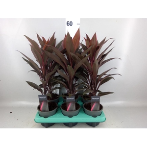 Cordyline fruti. 'Tango'
